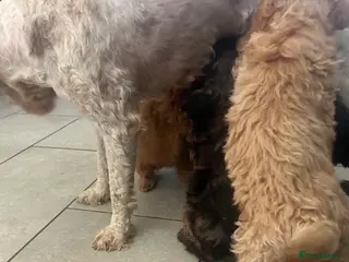 Cockapoo dogs Merle and champagne cockapoo - Advert 1
