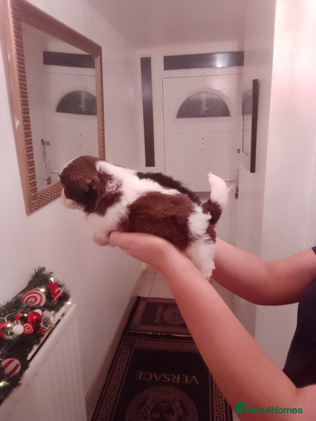 Shih Tzu dogs for sale: Shih Tzu puppies  - Advert 7