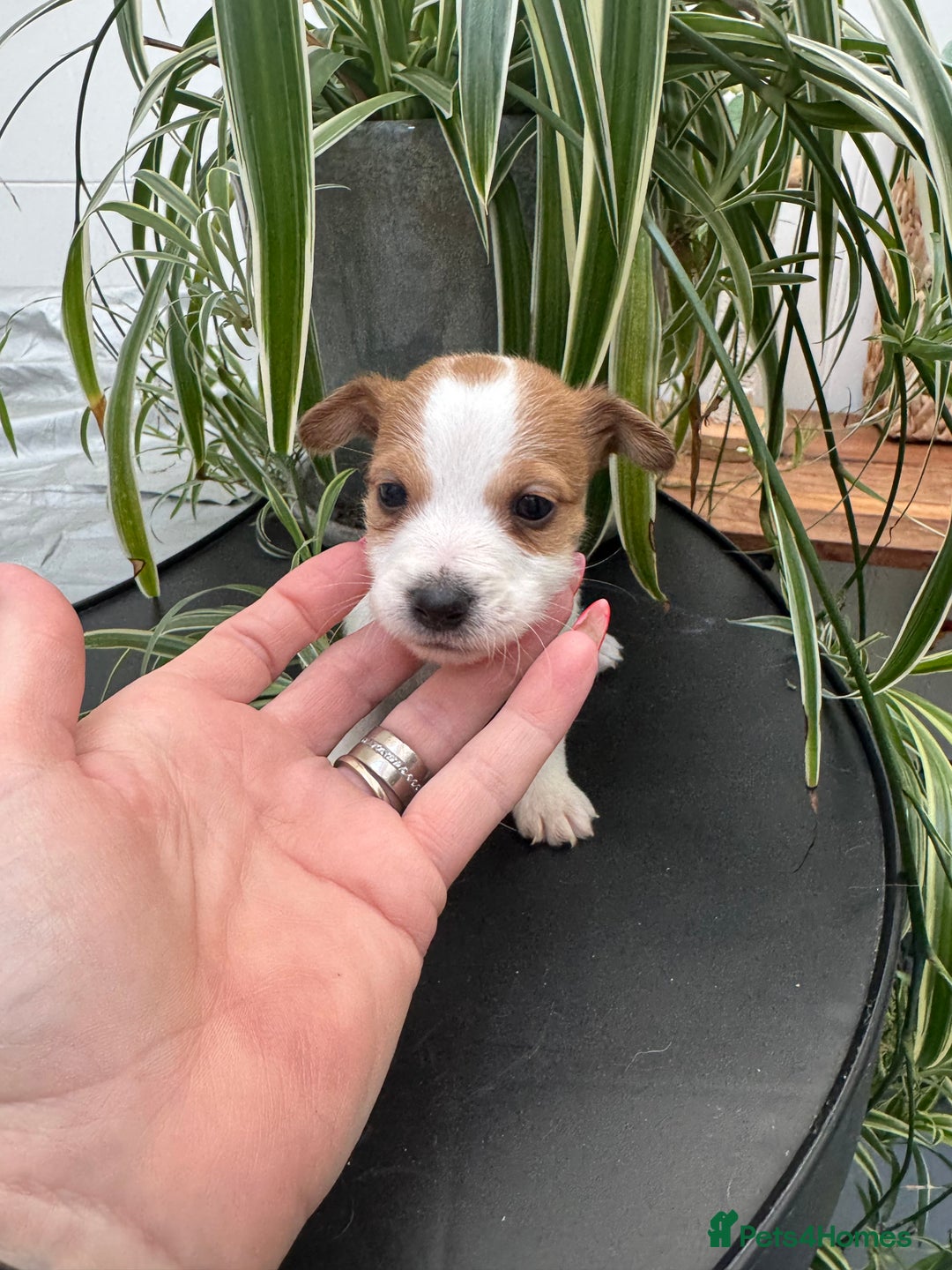 Jack Russell dogs for sale: KC STUNNING ROUGH COATED JACK RUSSELL PUPS  - Image 3