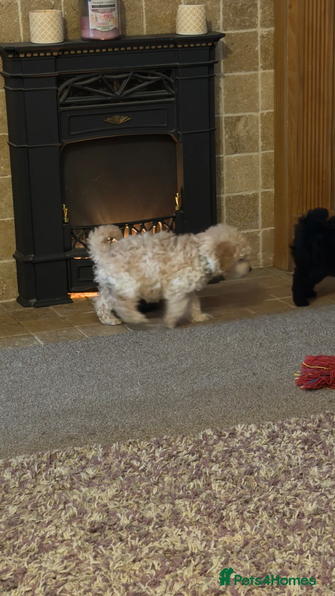 Miniature Poodle dogs for sale: Beautiful Miniature Poodles Puppies!!  - Advert 5