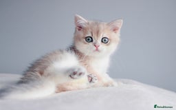 British Shorthair cats for sale: READY NOW! Champion Bloodline Golden Babies  - Image 3