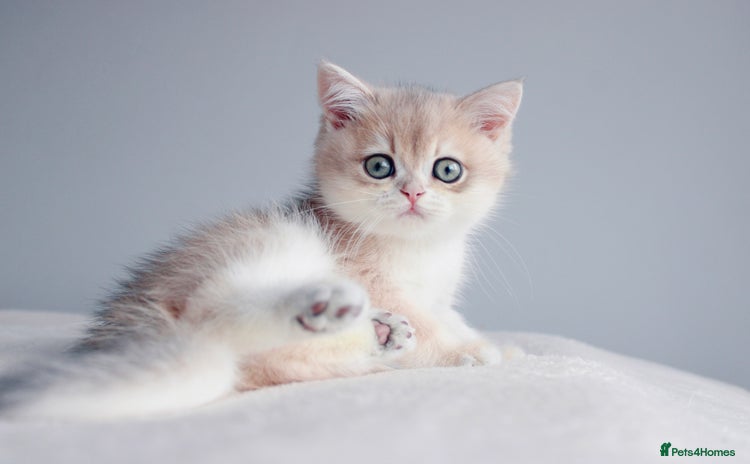 British Shorthair cats - Advert 2