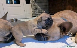 French Bulldog dogs for sale: REDUCED Adorable French Bulldog Puppies  - Image 28