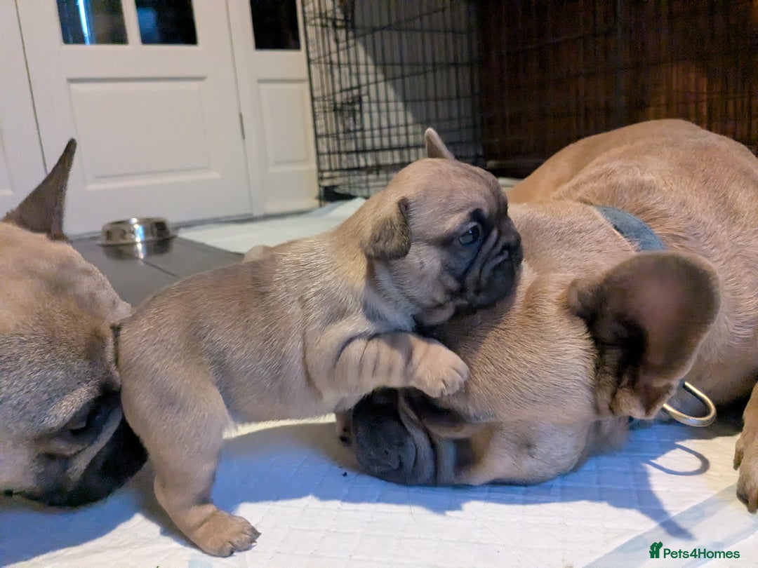 French Bulldog dogs for sale: REDUCED Adorable French Bulldog Puppies  - Image 28