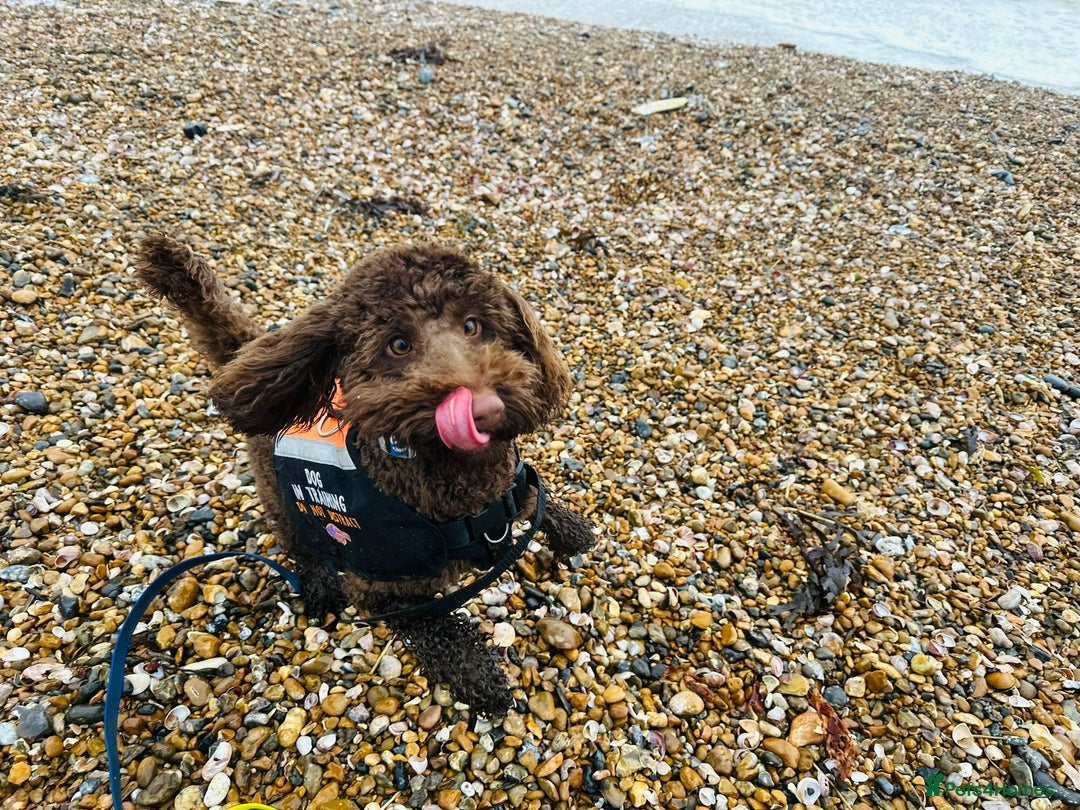 Labradoodle dogs for sale:  Mini toy labradoodle needing a new home  - Image 29
