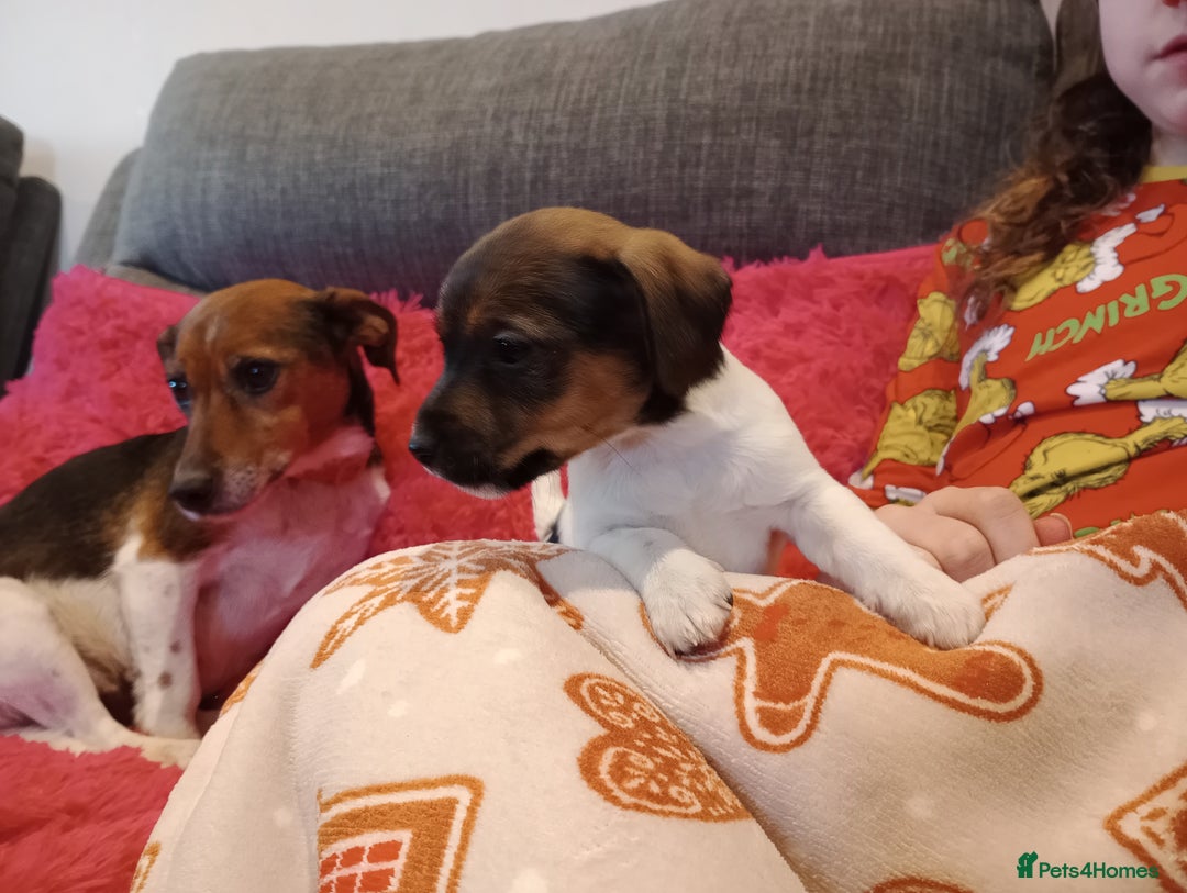 Jack Russell dogs for sale: Jack russell puppies - Advert 21