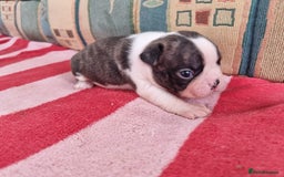 Boston Terrier dogs for sale: Beautiful Boston Terriers pups - Image 16