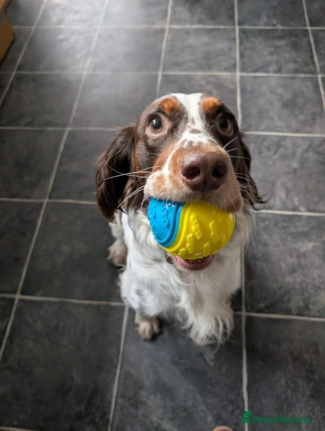 Mixed Breed dogs for adoption: 💙TOMMY THE SPANIEL💙-CLEVER, LOVING SPECIAL BOY  in High Peak - Advert 2