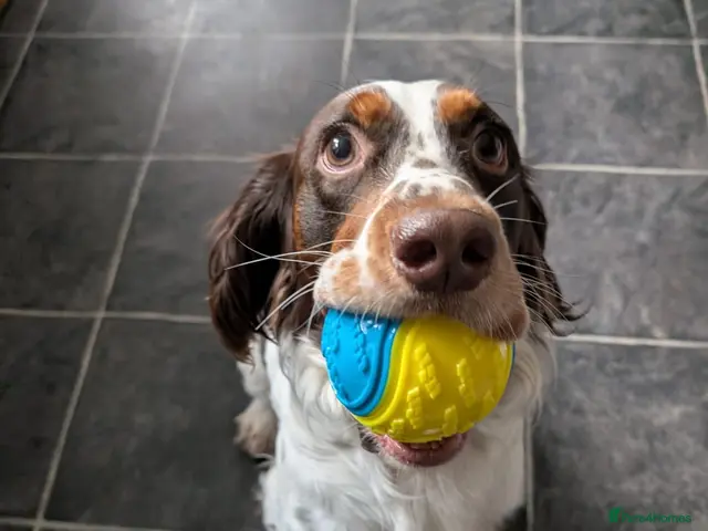 Mixed Breed dogs 💙TOMMY THE SPANIEL💙-CLEVER, LOVING SPECIAL BOY - Advert 2