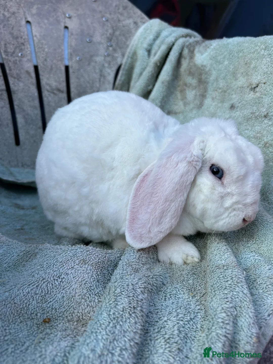 Mini Lop rabbits for sale: Blue eyed white mini plush lop - Advert 2