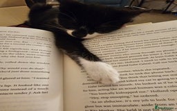 Mixed Breed cats for sale: 12 week old kittens for sale - Advert 5