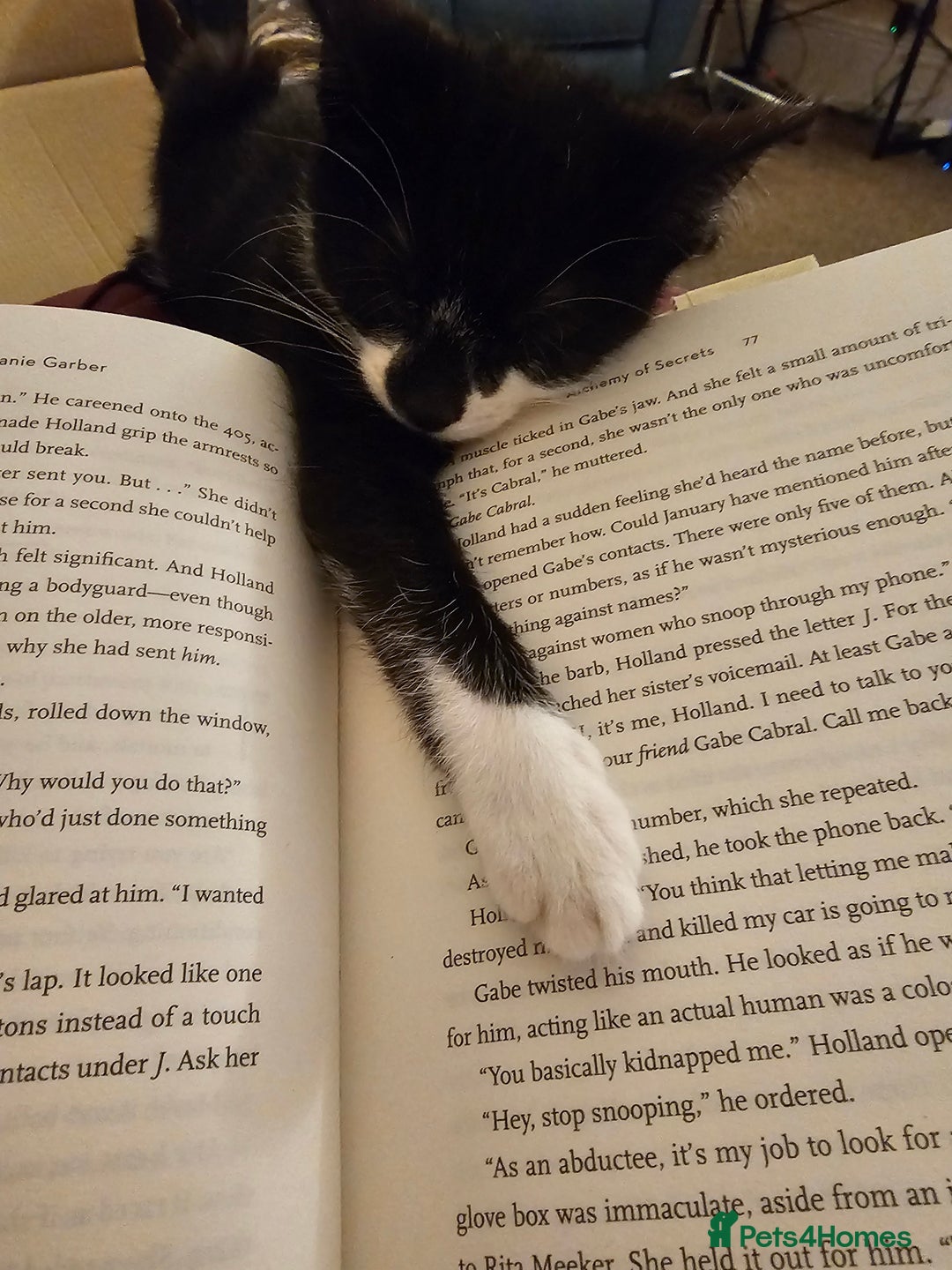 Mixed Breed cats for sale: 12 week old kittens for sale - Advert 5