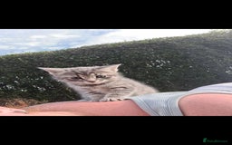 Mixed Breed cats for sale: Tabby girls kitten - Image 9