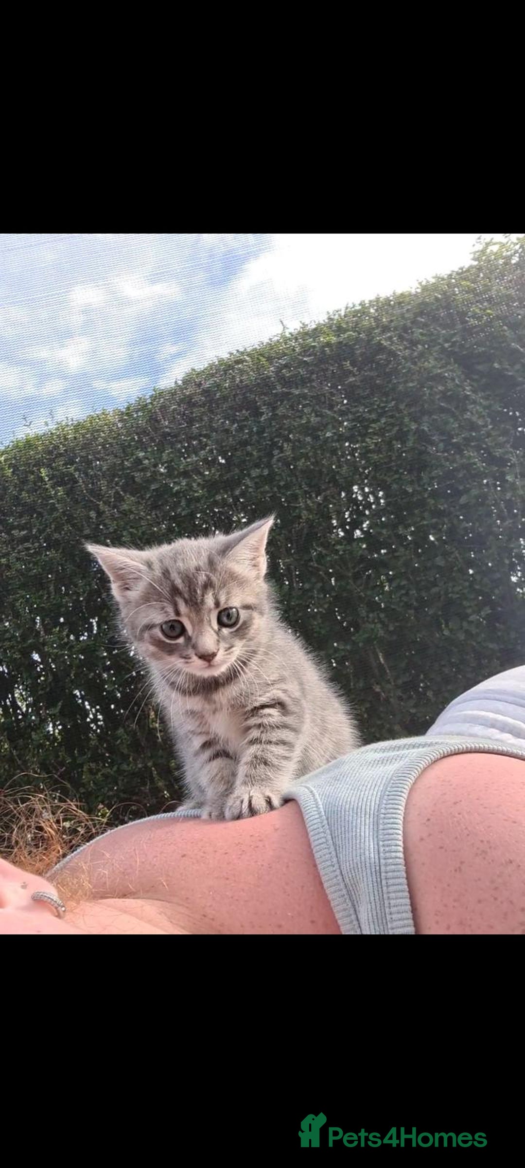 Mixed Breed cats for sale: Tabby girls kitten - Image 9