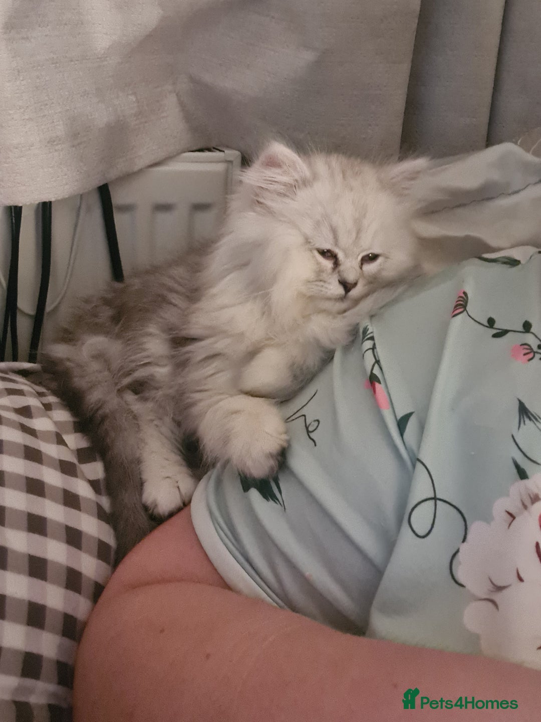 Persian cats for sale: LAST BOY! Persian chinchilla kittens - Advert 3