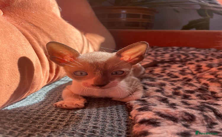 Cornish Rex cats - Advert 2