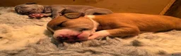 Mixed Breed dogs for sale: Whippet cross Italian greyhound - Advert 5