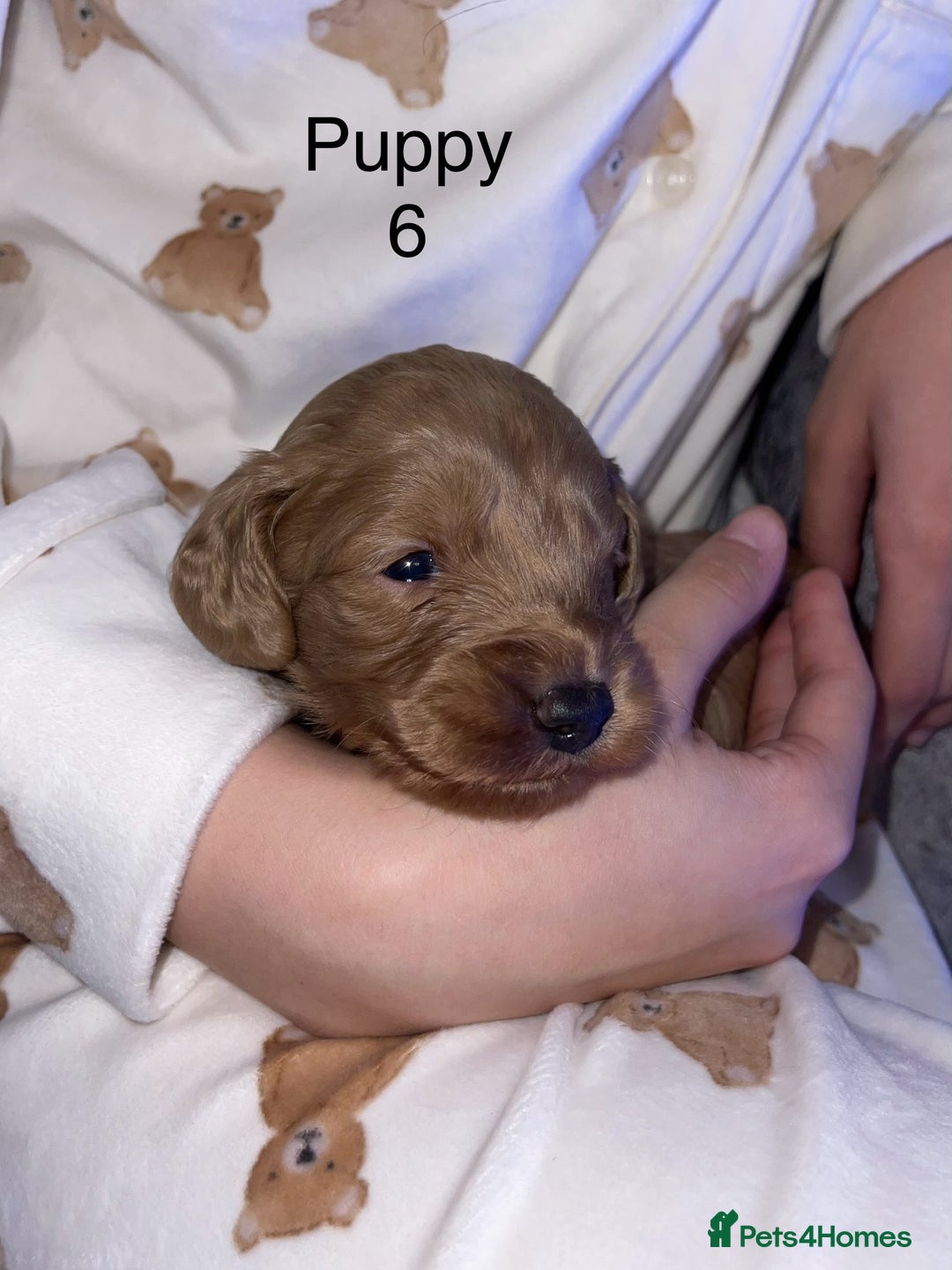 Cockapoo dogs for sale: Adorable 🐶 Cockapoo Pups 🐶 x6 Ready for new home - Advert 17