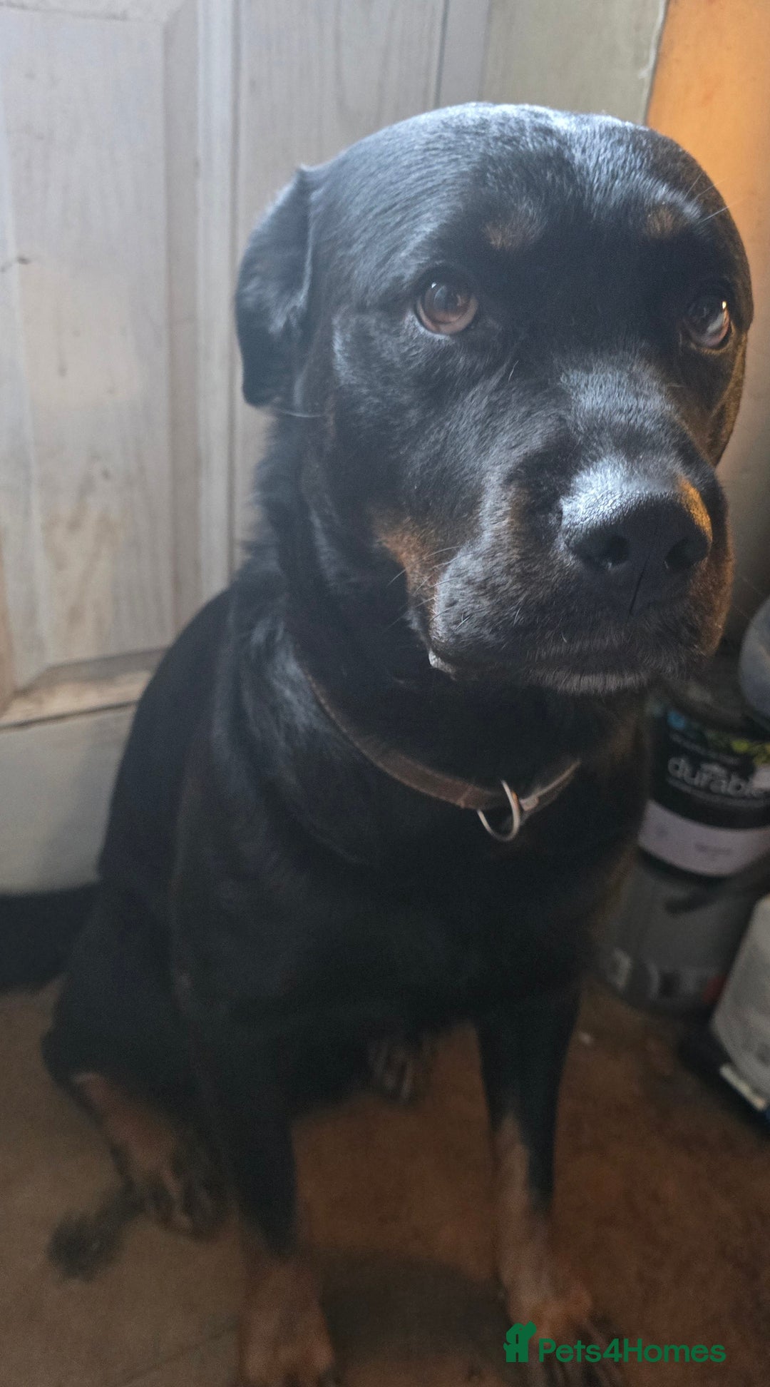 Mixed Breed dogs for sale: Puppies for sale  - Advert 6