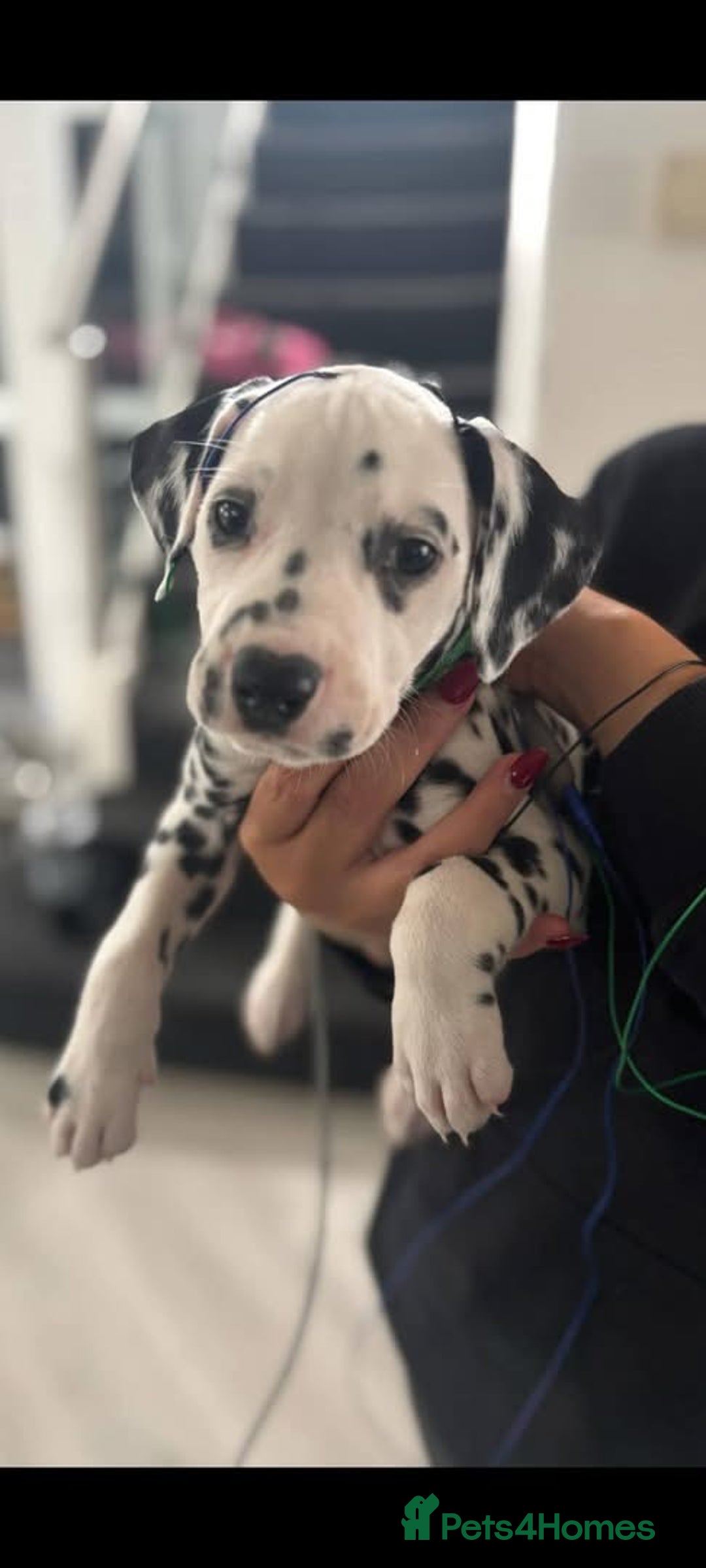 Dalmatian dogs for sale: Beautiful KC registered litter of dalmations  - Image 40