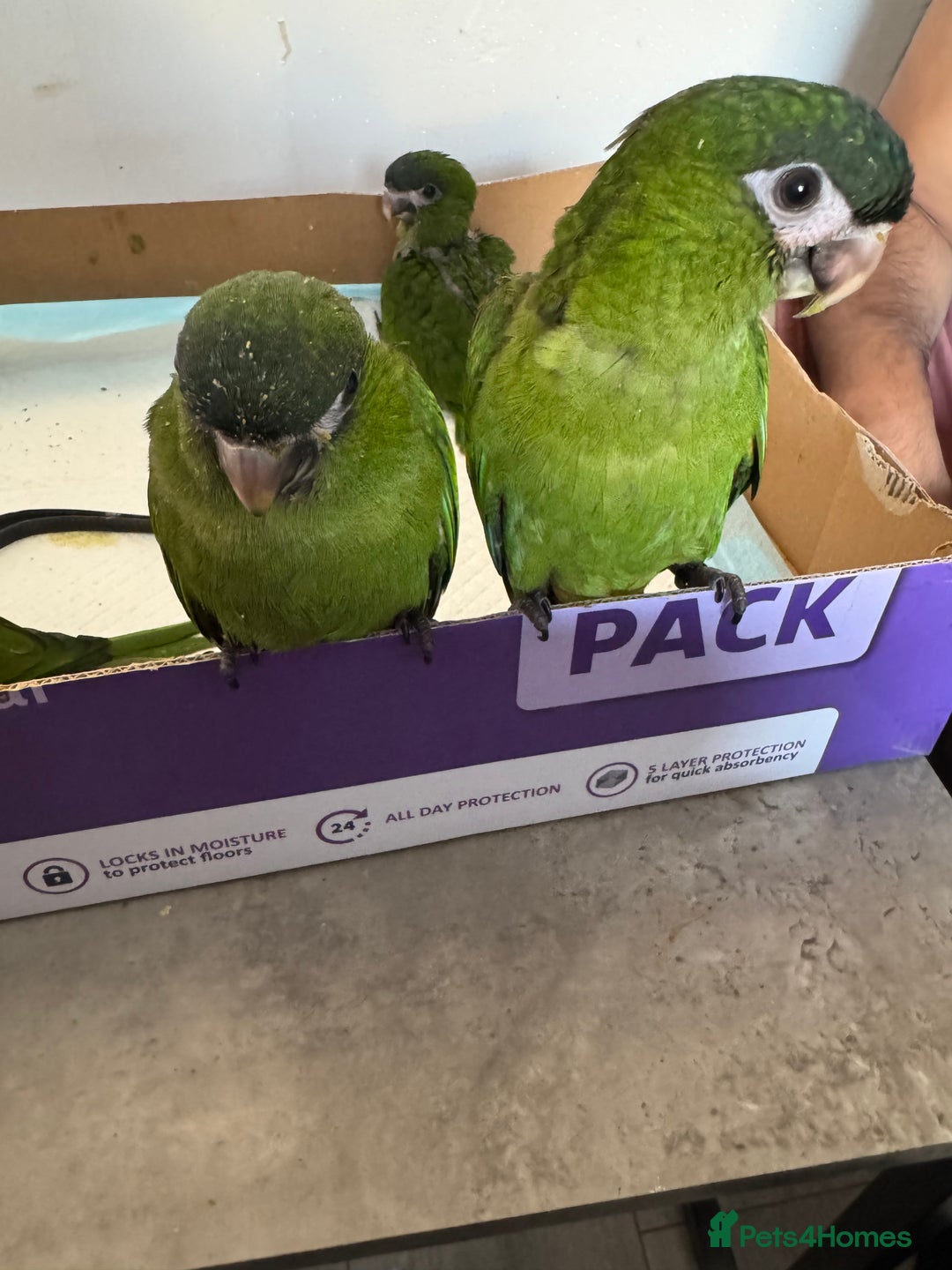 Macaws birds for sale: Baby Hahns macaws - Image 4