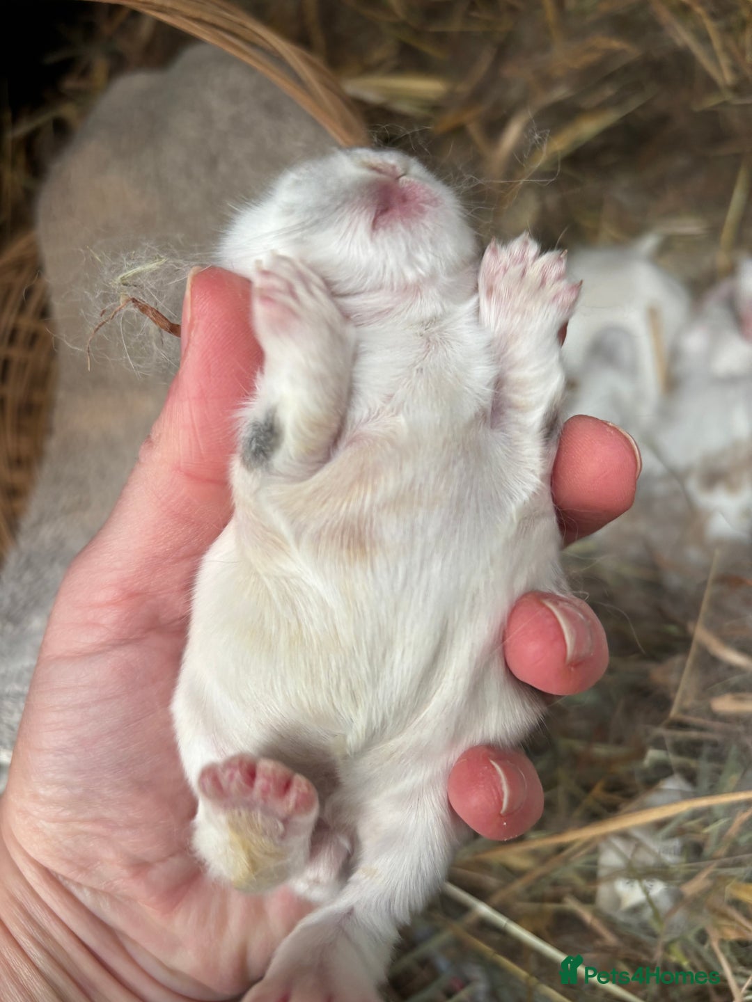 Mini Lop rabbits for sale: Mini Lop Butterfly new born bunnies  - Advert 27