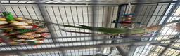 Ringnecks birds for sale: Ringneck & full cage set up  in Basildon - Advert 2