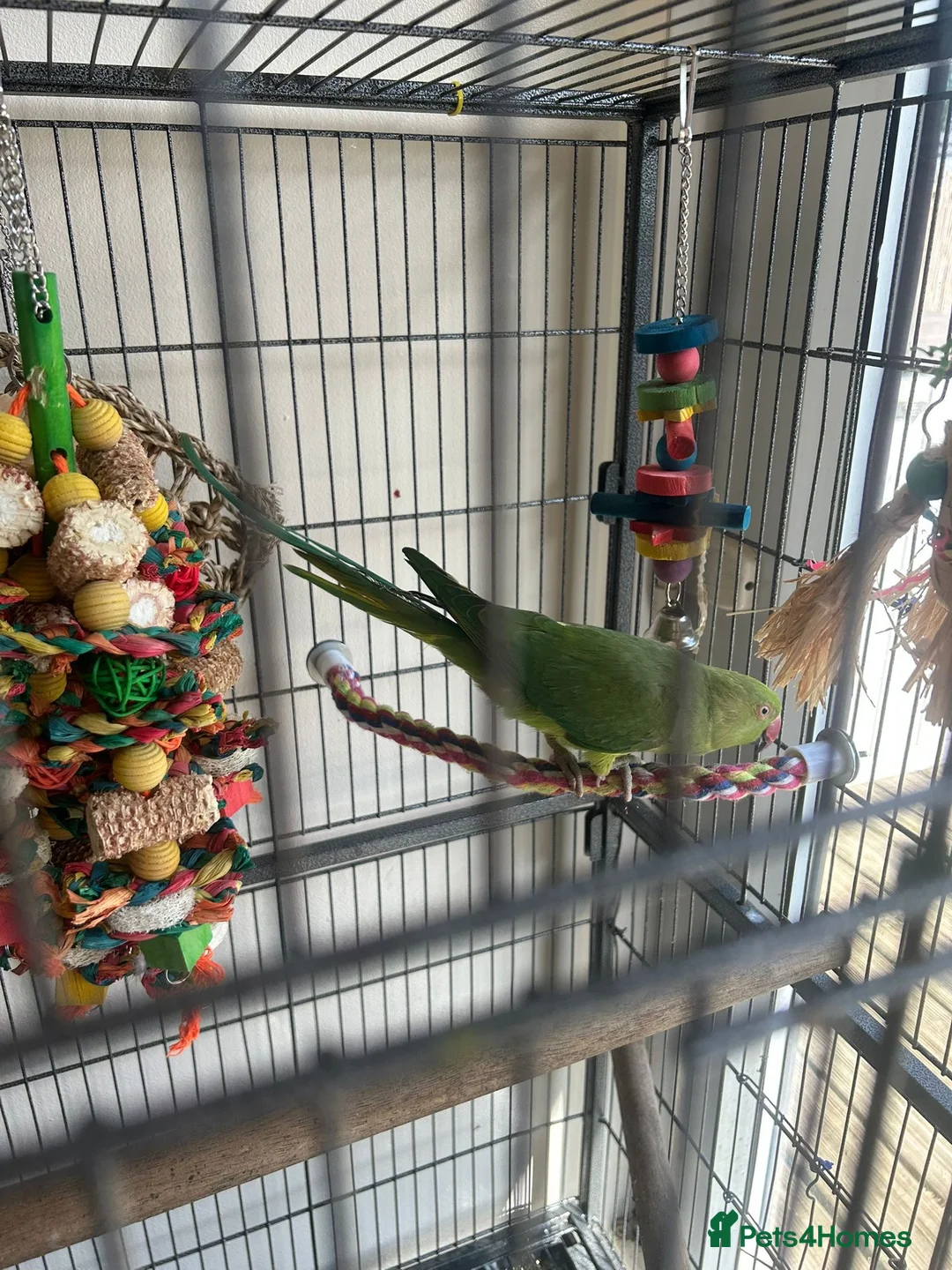 Ringnecks birds for sale: Ringneck & full cage set up  in Basildon - Advert 2