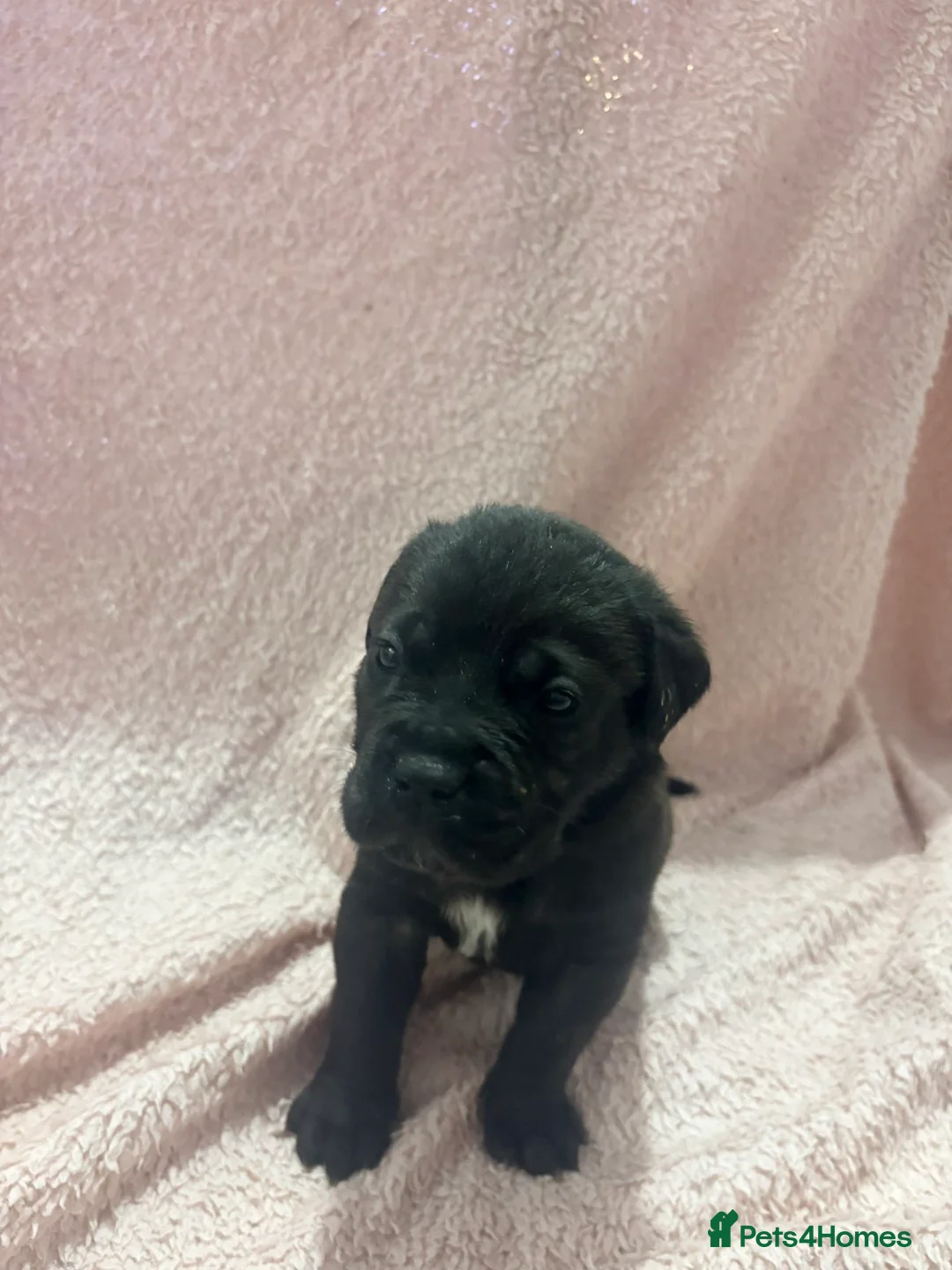 Cane Corso dogs for sale: 🏆 CHAMPION CANE CORSO PUPS 🏆/KC REGISTERED MERLE - Advert 7