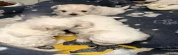 Bichon Frise dogs for sale: 3 Beautifuls puppy Bichon Maltese  - Advert 3