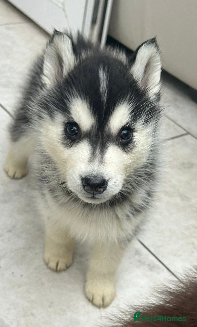 Siberian Husky dogs PREMIUM SIBERIAN HUSKY PUPPIES KC - Advert 2