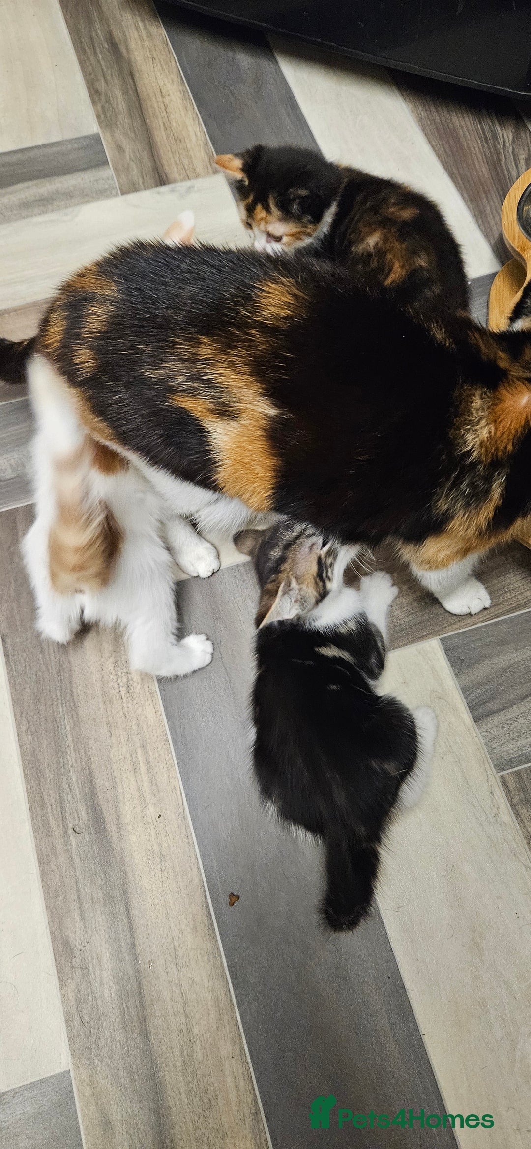 Mixed Breed cats for sale: Beautiful Kittens Ready For their forever homes - Image 4