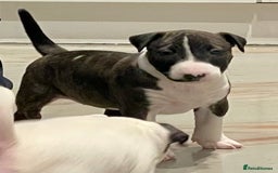 English Bull Terrier dogs for sale: Puppies Available  - Image 27