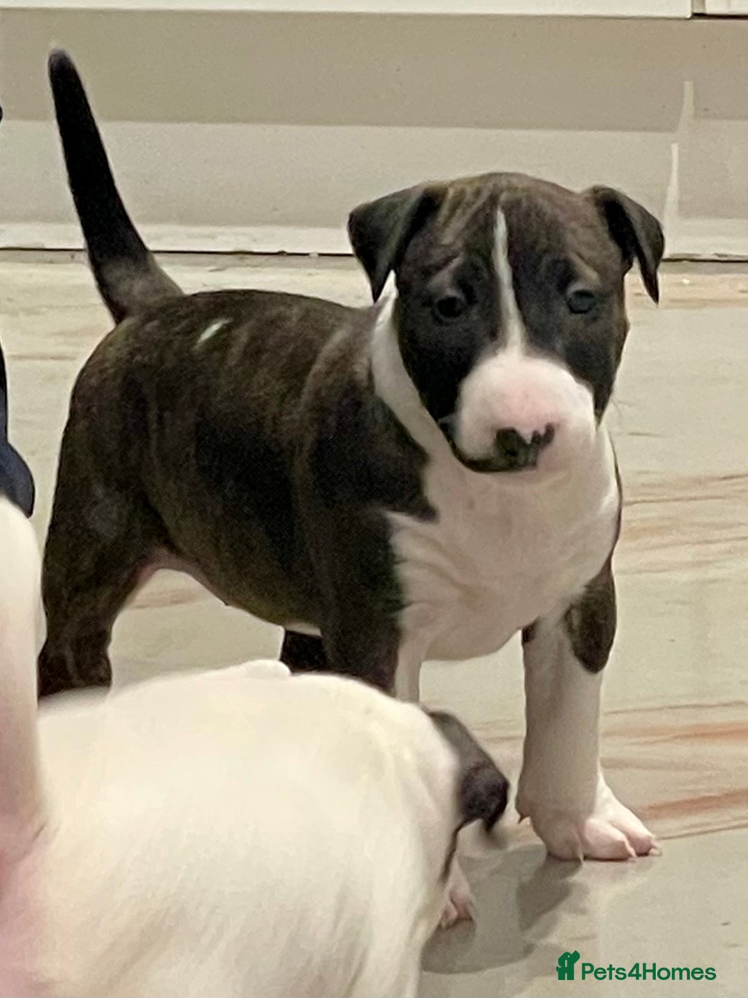 English Bull Terrier dogs for sale: Puppies Available  - Image 27