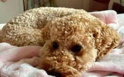 Miniature Poodle dogs for sale: Stunning Apricot and Red Miniature Poodle Puppies - Image 6