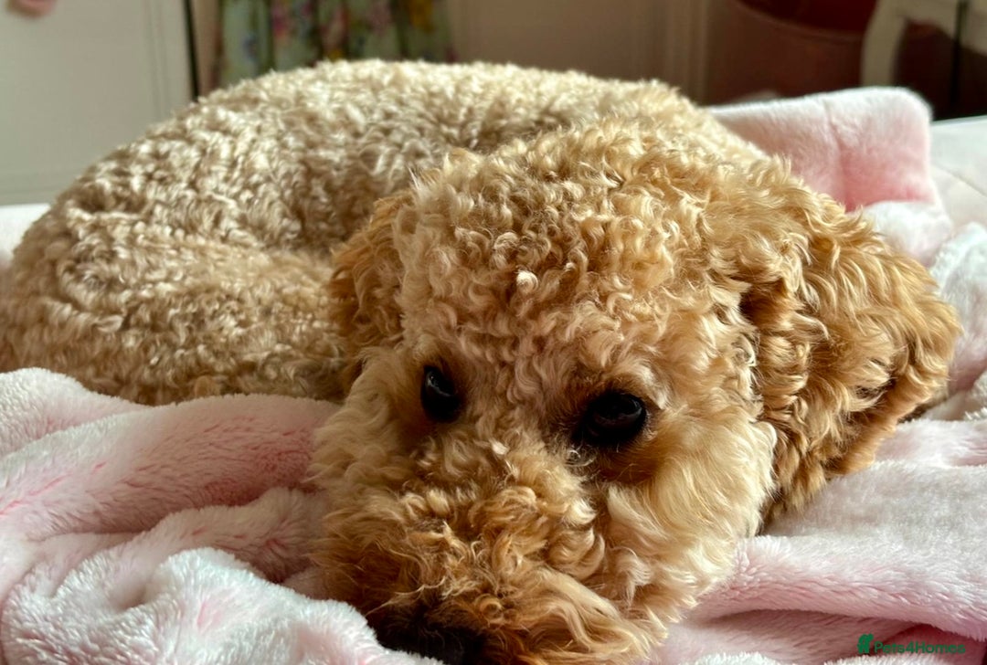 Miniature Poodle dogs for sale: Stunning Apricot and Red Miniature Poodle Puppies - Image 6