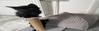 Russian Blue Kitten 4
