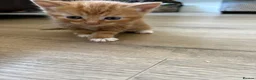 Mixed Breed cats for sale: 4 Ginger Male Kittens from 7th of September  in London - Advert 13