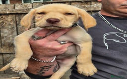 Labrador Retriever dogs for sale: Labrador puppys ready to leave  - Image 2
