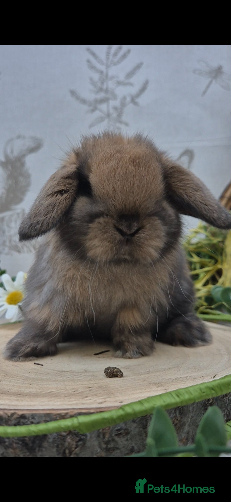 Mini Lop rabbits Mini lop Rabbit - Advert 16