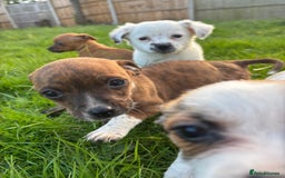 Jack Russell dogs for sale: Miniature Jack Russell’s  - Image 3