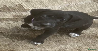 Mixed Breed dogs - Advert 10