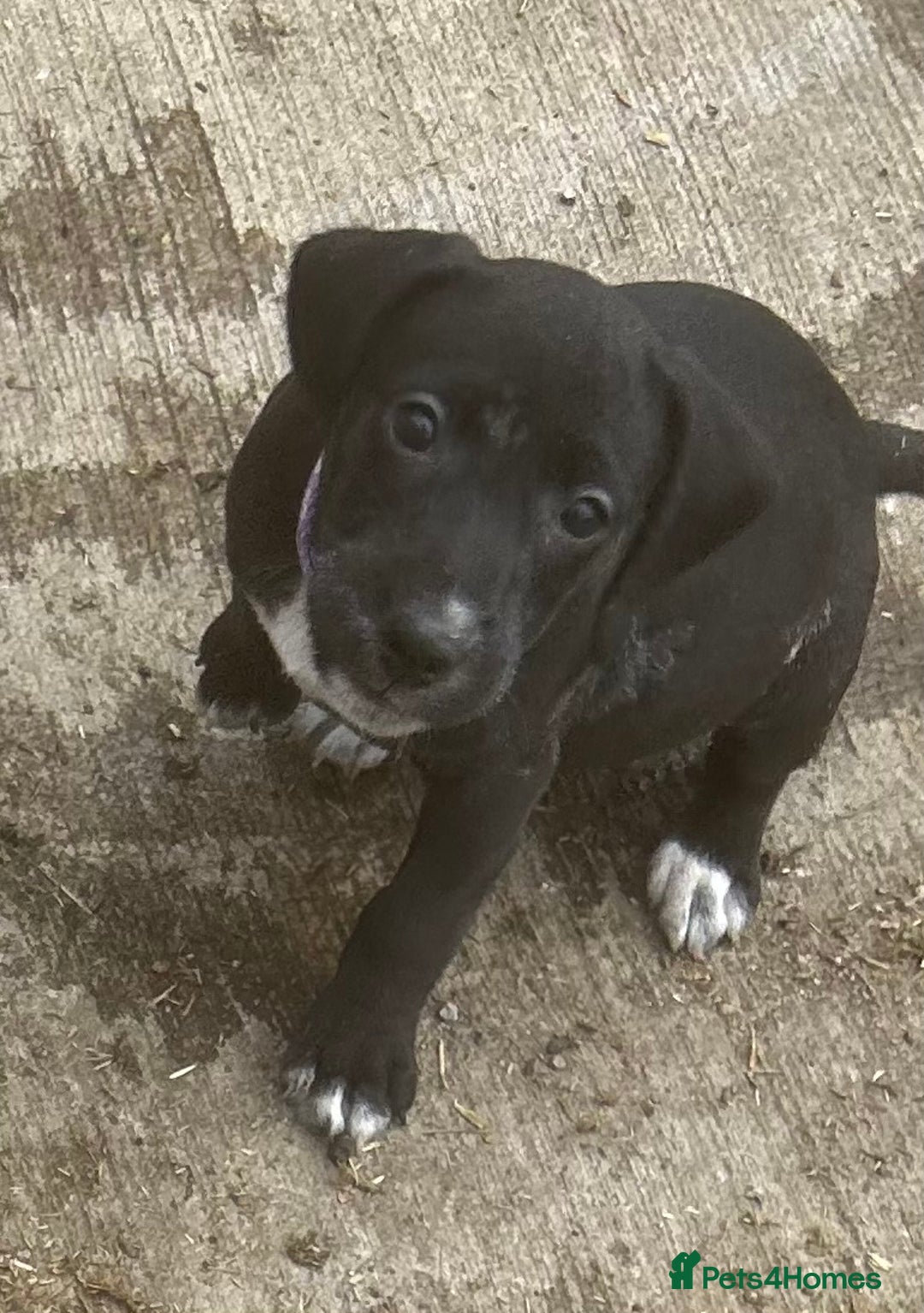 Mixed Breed dogs for sale: READY TO GO! Jack Russell x Cocker Spaniel pups  - Image 3