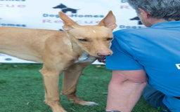 Mixed Breed dogs for adoption: Fabulous Flynn - Image 11