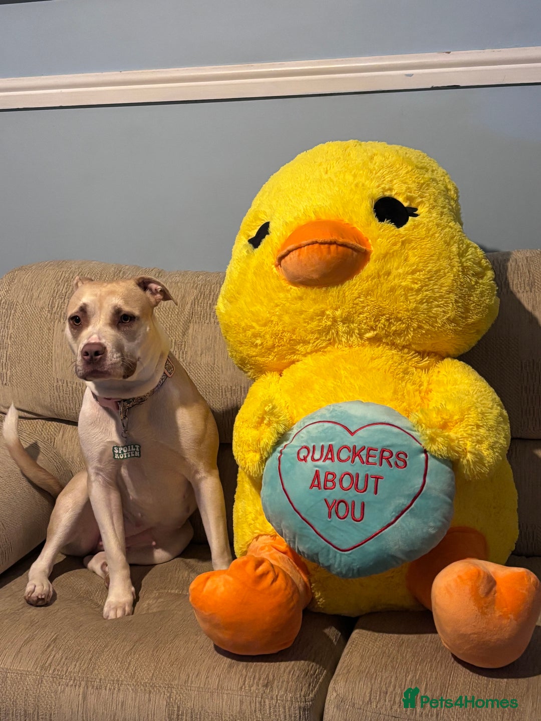 Mixed Breed dogs for sale: New Home ASAP - Advert 6