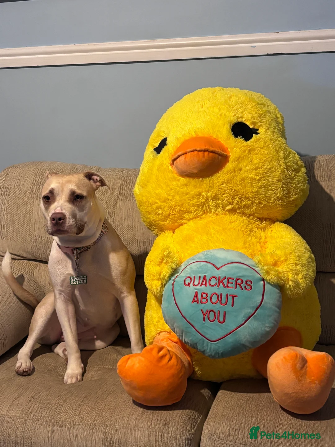 Mixed Breed dogs for sale: New Home ASAP - Advert 6