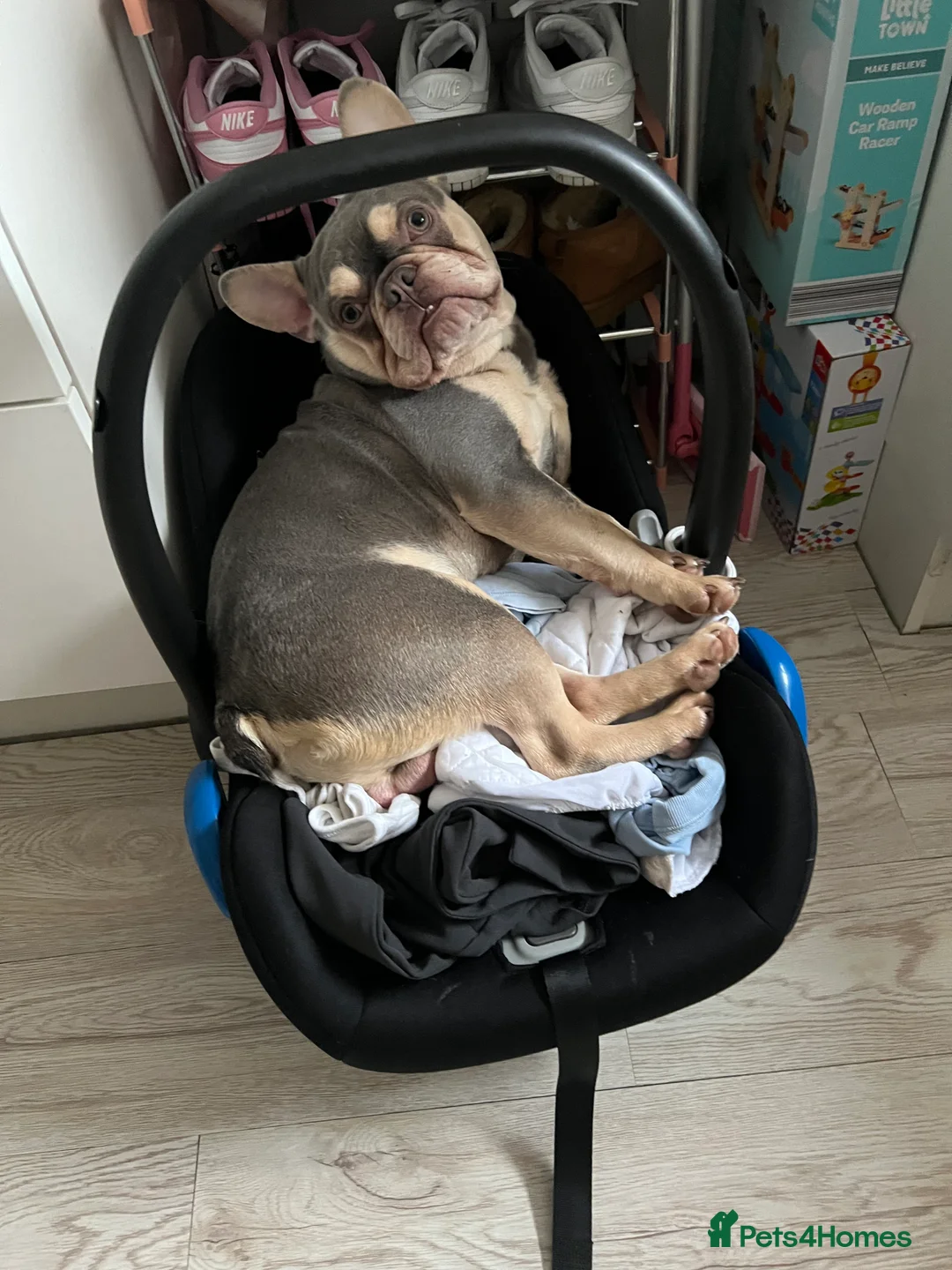 French Bulldog dogs for sale: Frenchie pup Looking for home - Advert 4