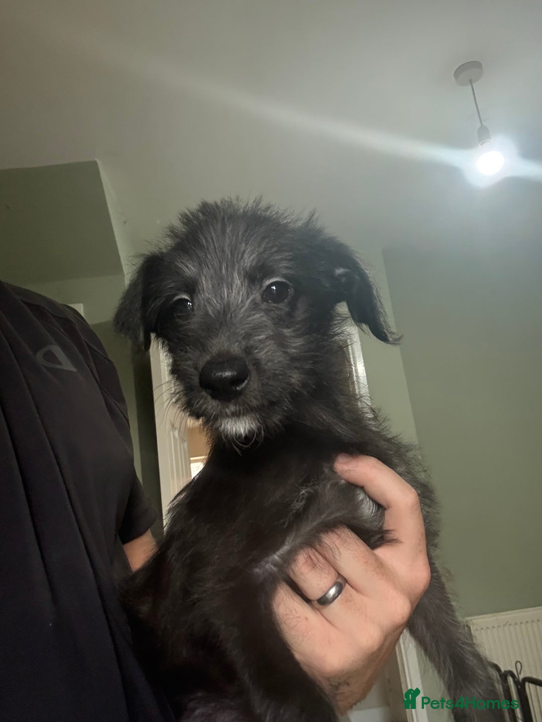 Lurcher dogs for sale: Last girl puppy available now. 💗 - Image 2