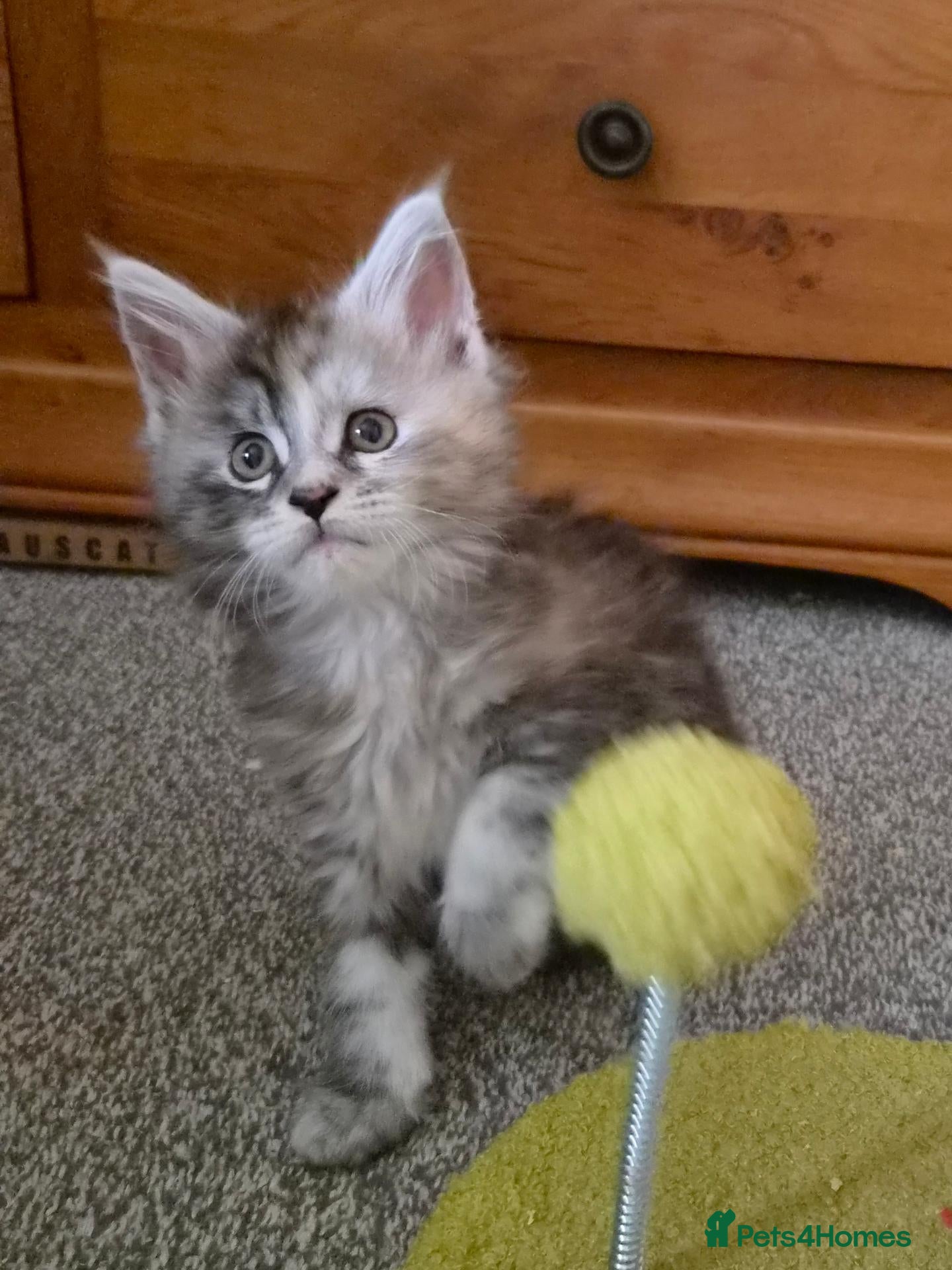 Maine Coon cats Beautiful Mainecoon kittens  - Advert 14