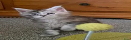 Maine Coon cats for sale: Beautiful Mainecoon kittens  - Advert 4